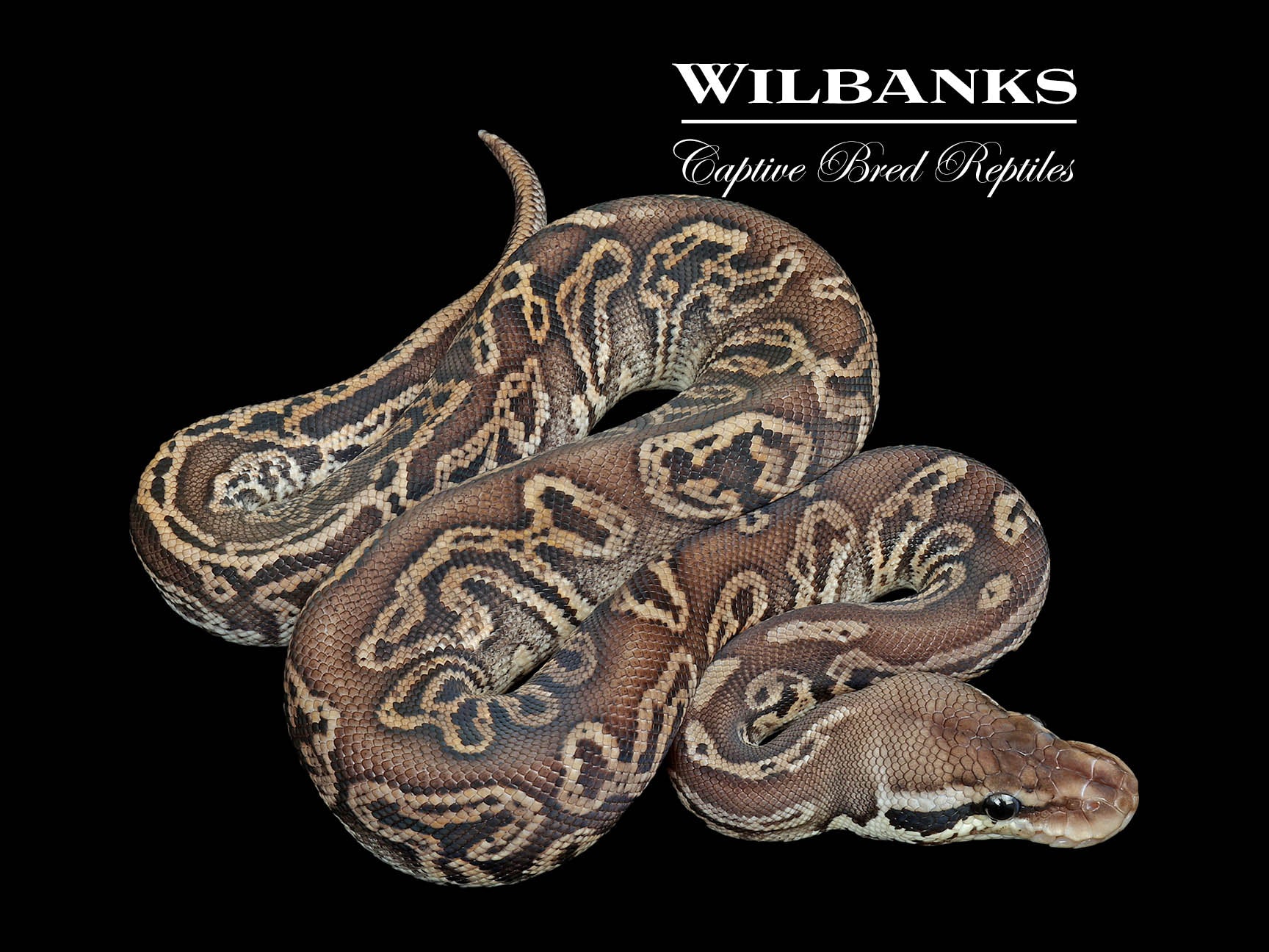 Black Pewter Ball Python ♂ '25 – Wilbanks Captive Bred Reptiles