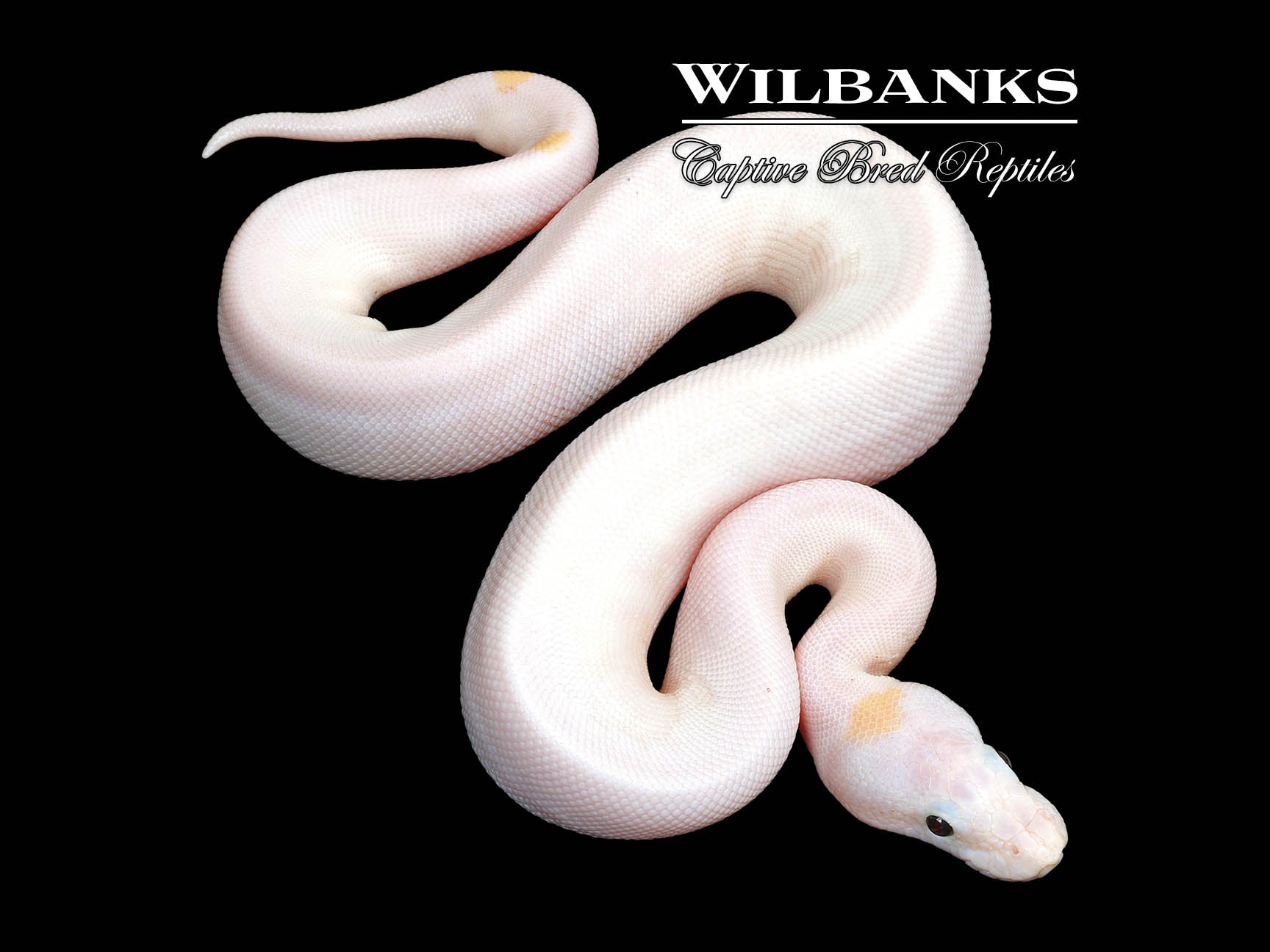 Super Fire Ball Python ♀ '25 – Wilbanks Captive Bred Reptiles