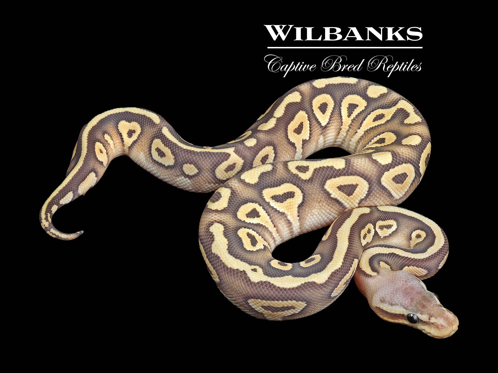 Pastel Mojave Ghost Ball Python ♀ '24 – Wilbanks Captive