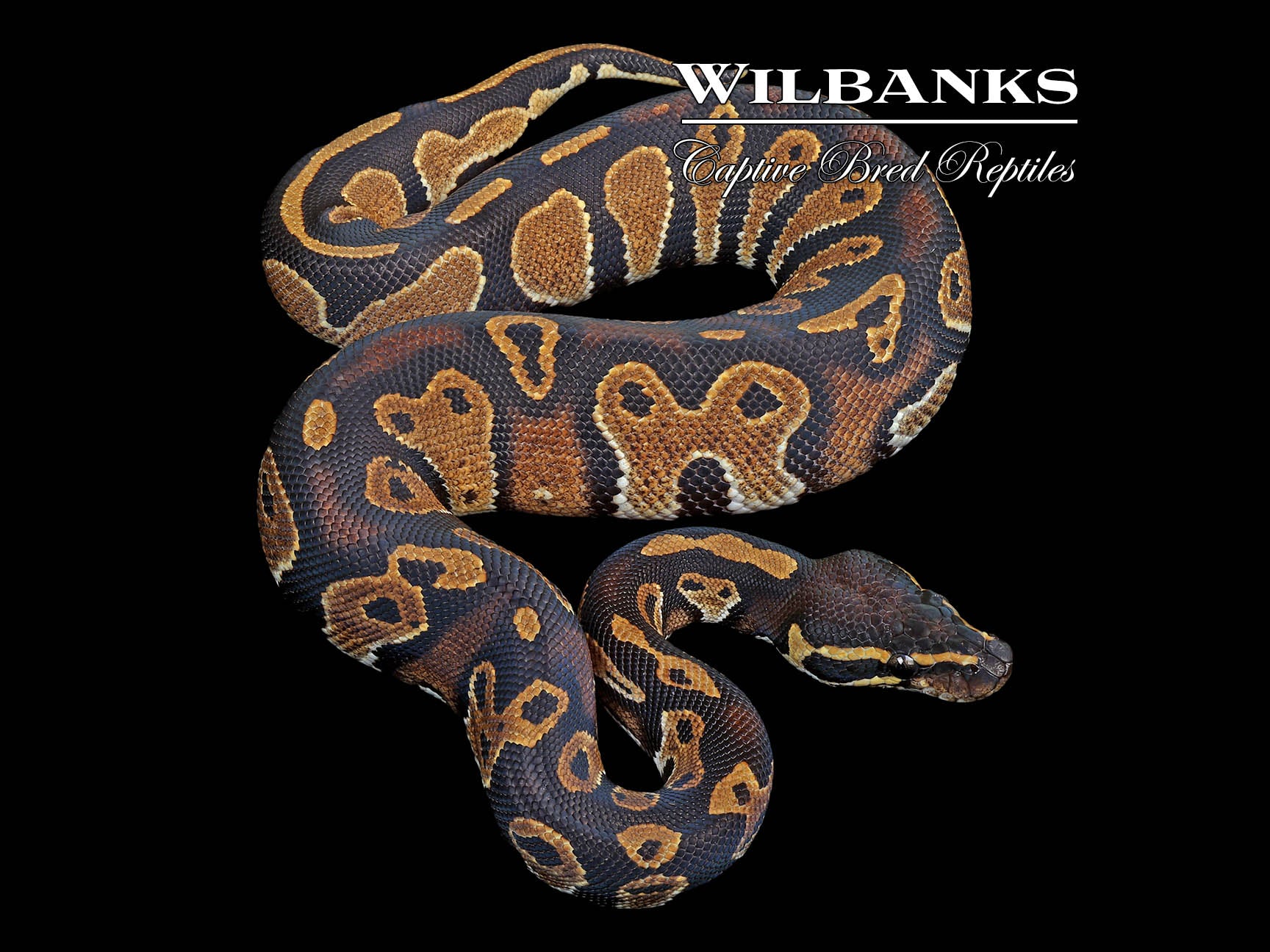 Blackhead 100% Het. Pied Ball Python ♂ '24 – Wilbanks