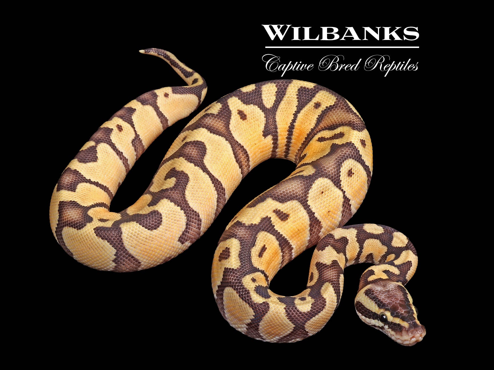 Pastel Enchi 100% Het. Hypo Ball Python ♂ '24 – Wilbanks