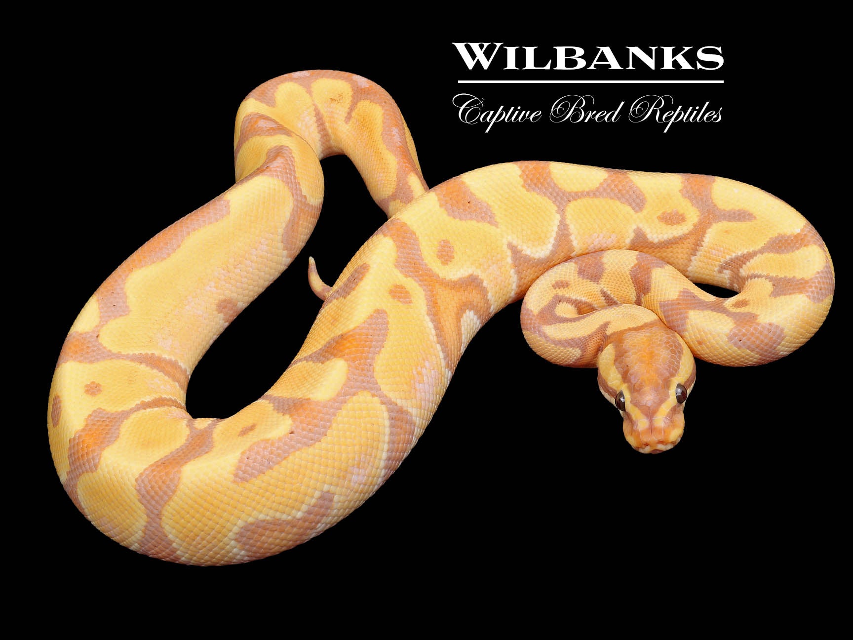 Banana Enchi Ball Python ♂ '23 Wilbanks Captive Bred Reptiles