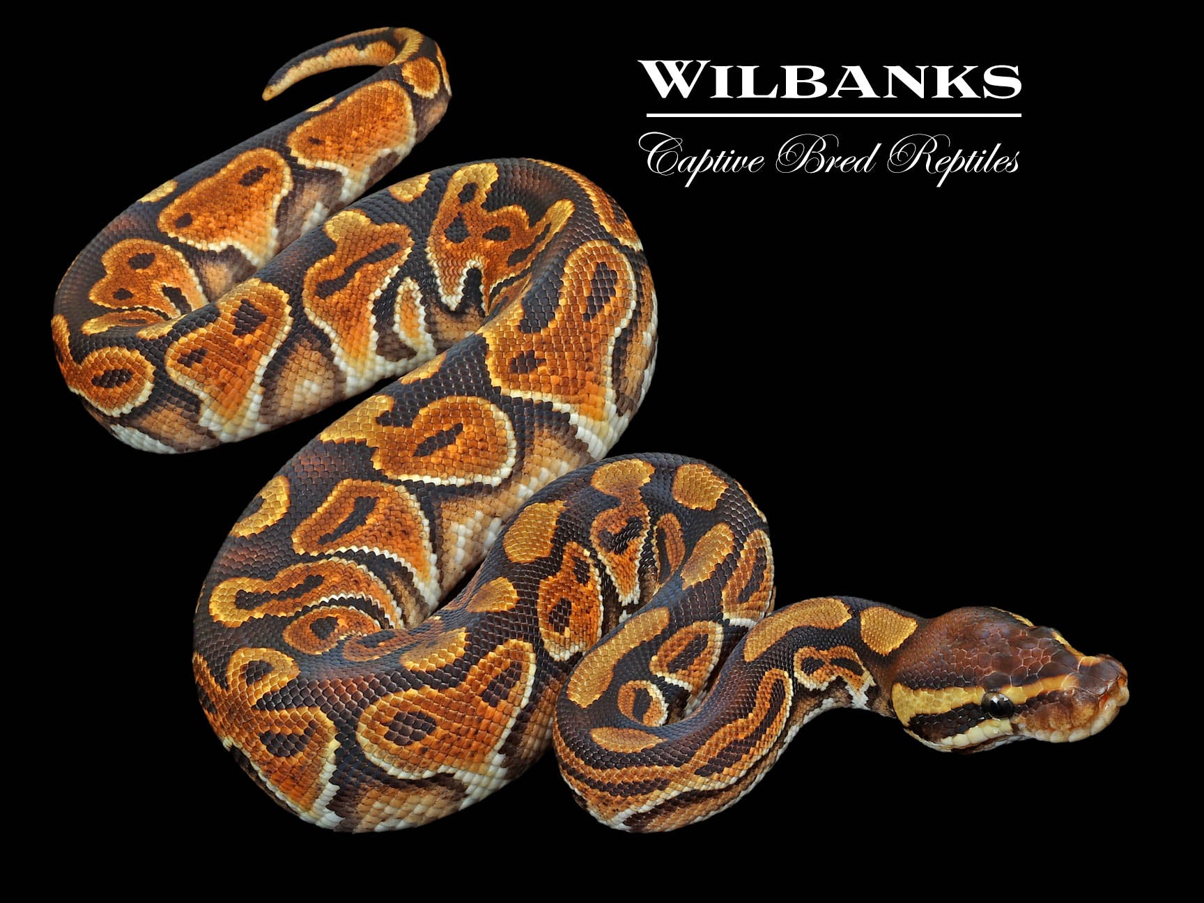 Black Pastel Enchi Ball Python ♂ '23 Wilbanks Captive Bred Reptiles
