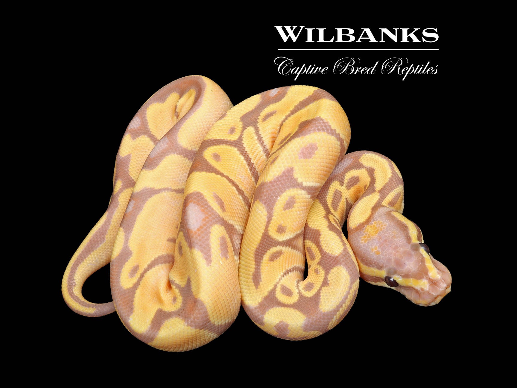 Banana Enchi Ball Python ♀ '23 Wilbanks Captive Bred Reptiles