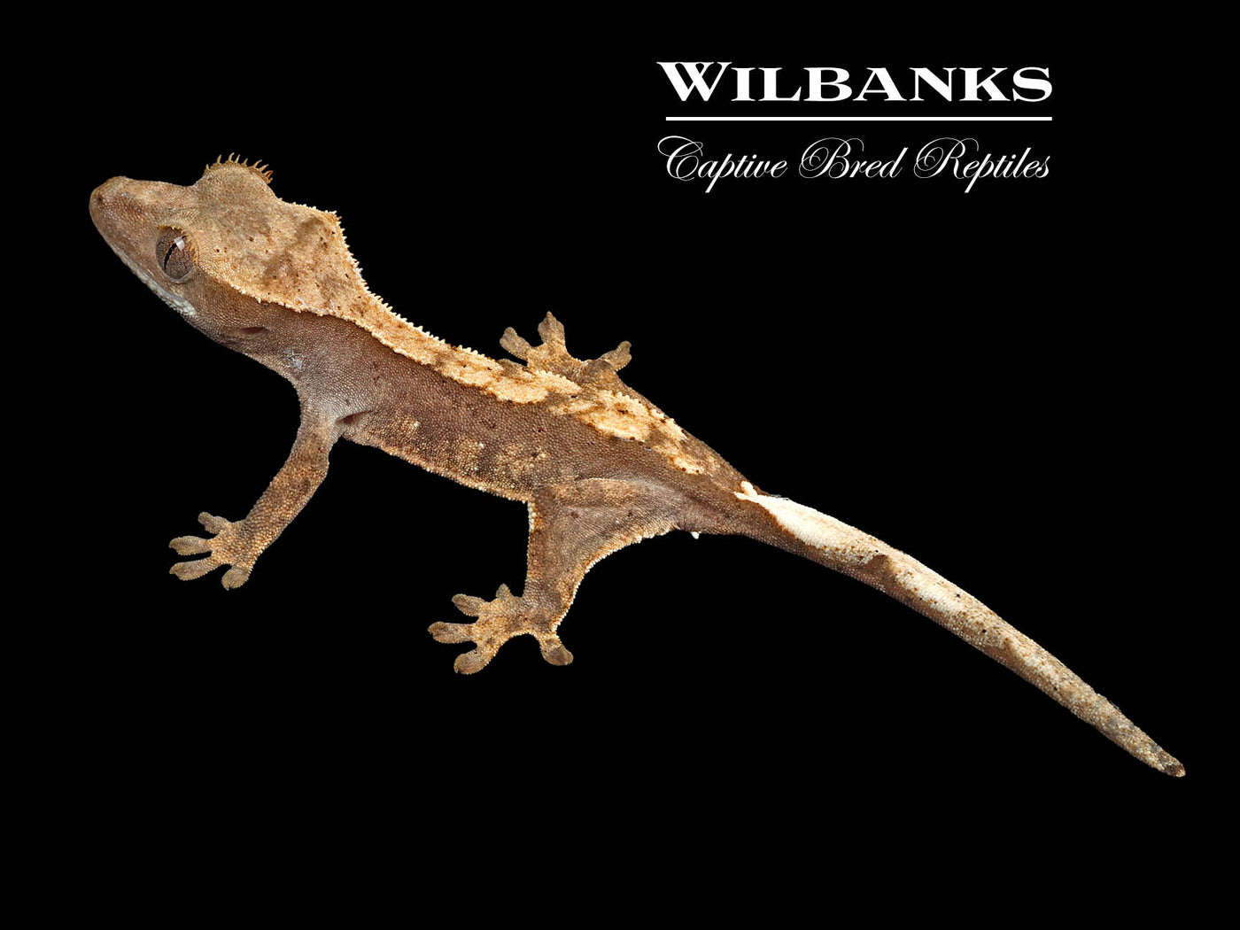 Crested Gecko '24