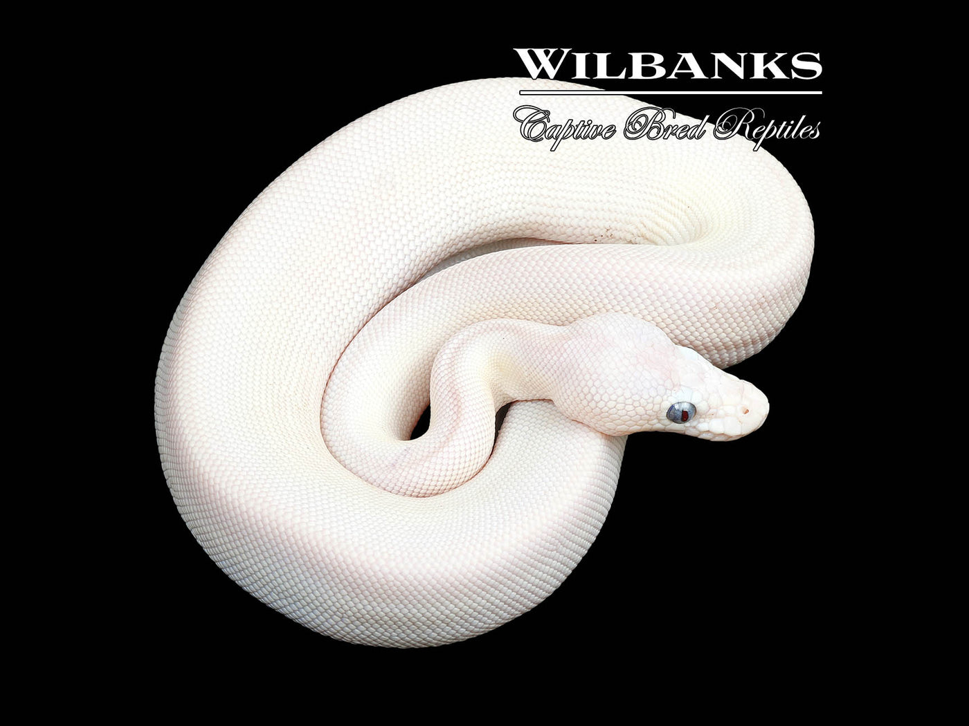 Blue Eyed Lucy (Butter Mojave) Ball Python ♂ '23