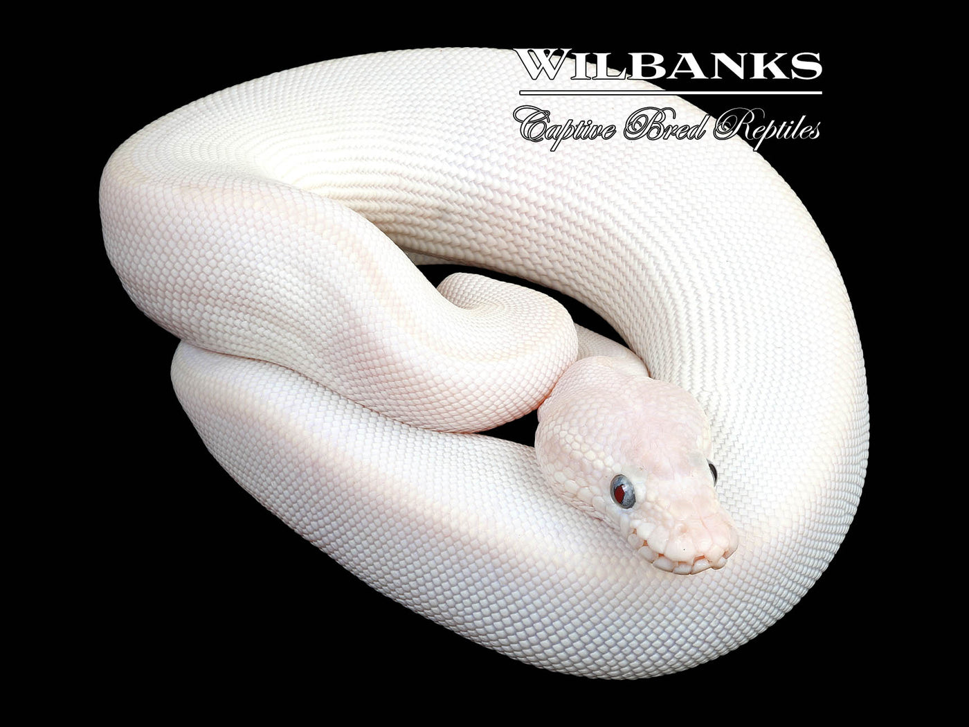 Blue Eyed Leucistic (Lucy) (Mojave Russo) Ball Python ♂ '23