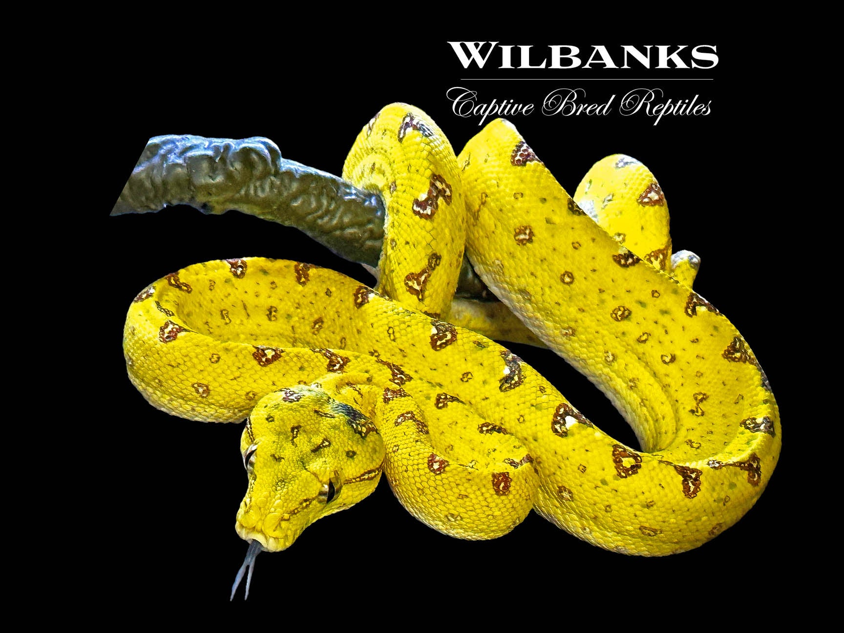 Biak Green Tree Python Wilbanks Captive Bred Reptiles
