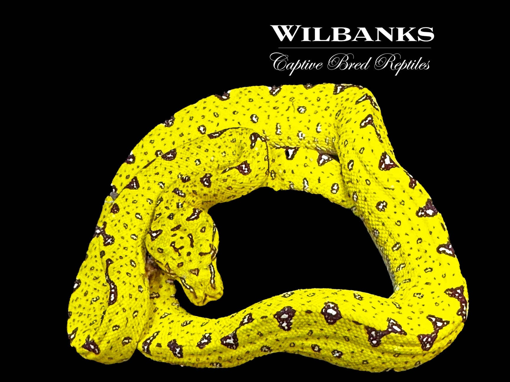 Biak Green Tree Python Wilbanks Captive Bred Reptiles