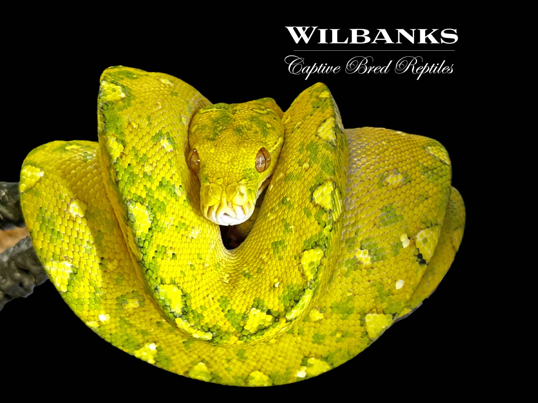 Biak Green Tree Python Wilbanks Captive Bred Reptiles