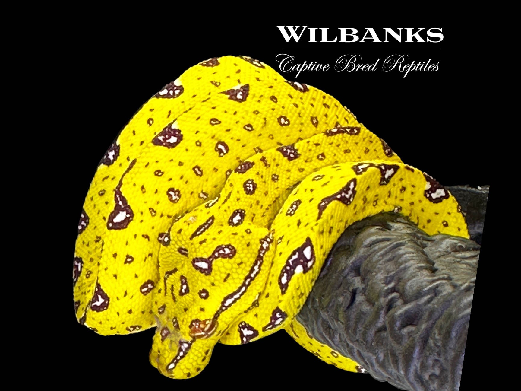 Biak Green Tree Python Wilbanks Captive Bred Reptiles