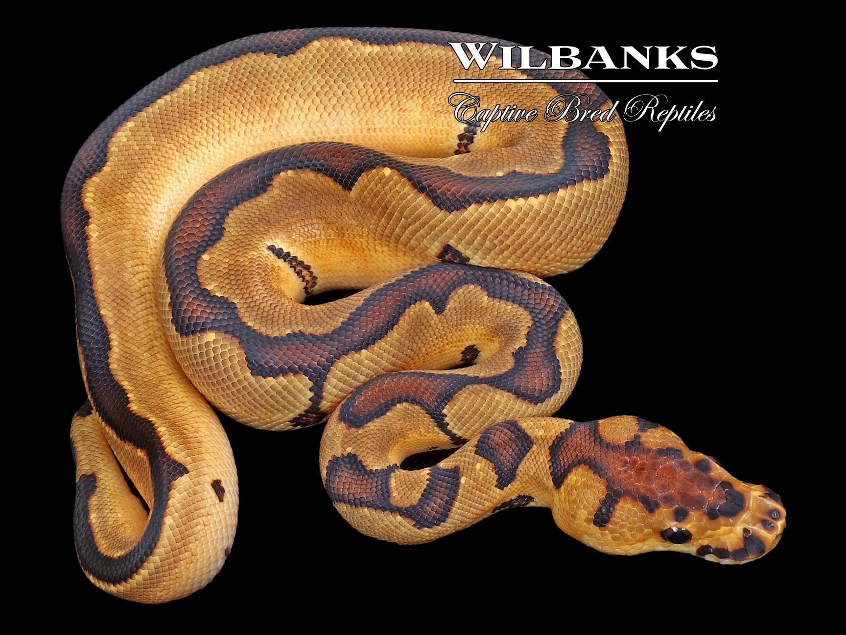 Enchi Clown Ball Python
