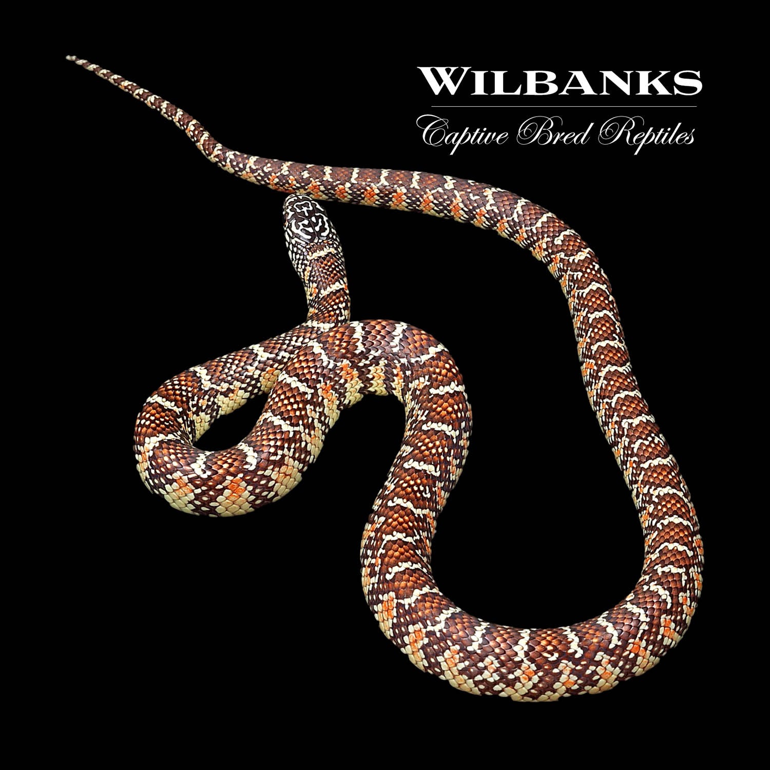 Brooks Kingsnake ♀ '22 Wilbanks Captive Bred Reptiles
