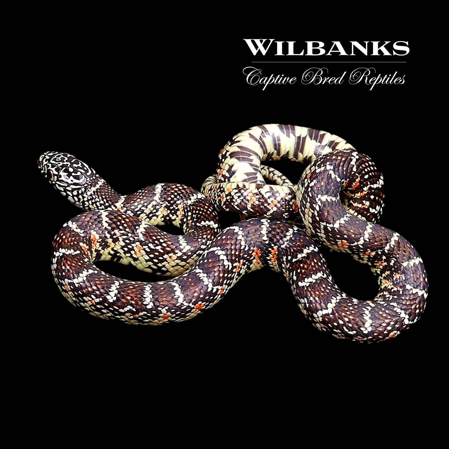Brooks Kingsnake ♀ '22 Wilbanks Captive Bred Reptiles