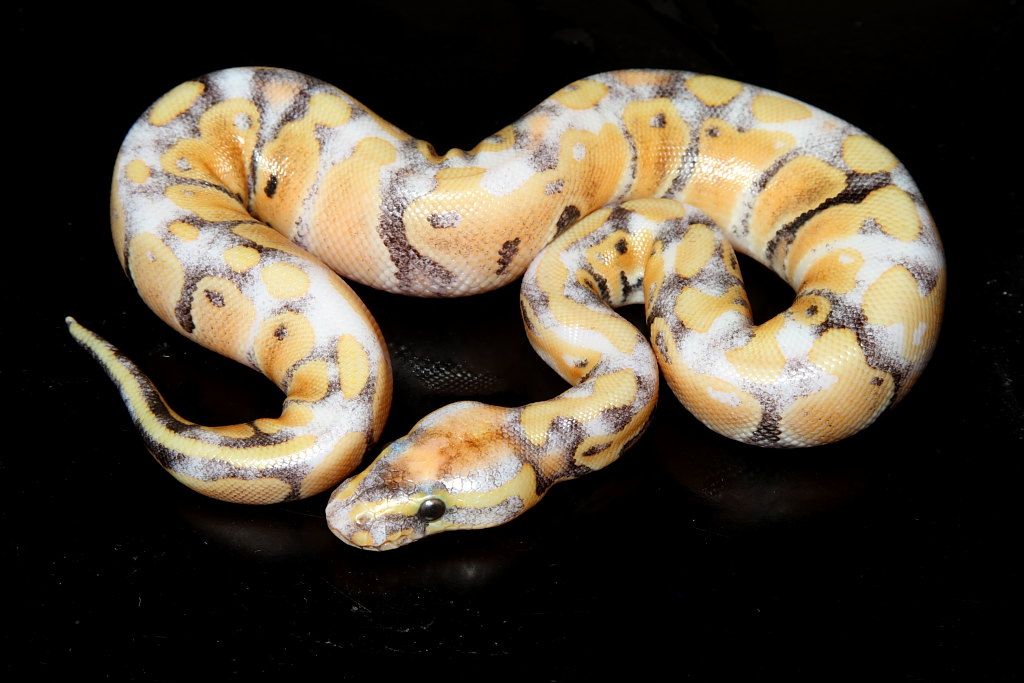 A closer look at Essential Fatty Acids For Ball Python Health