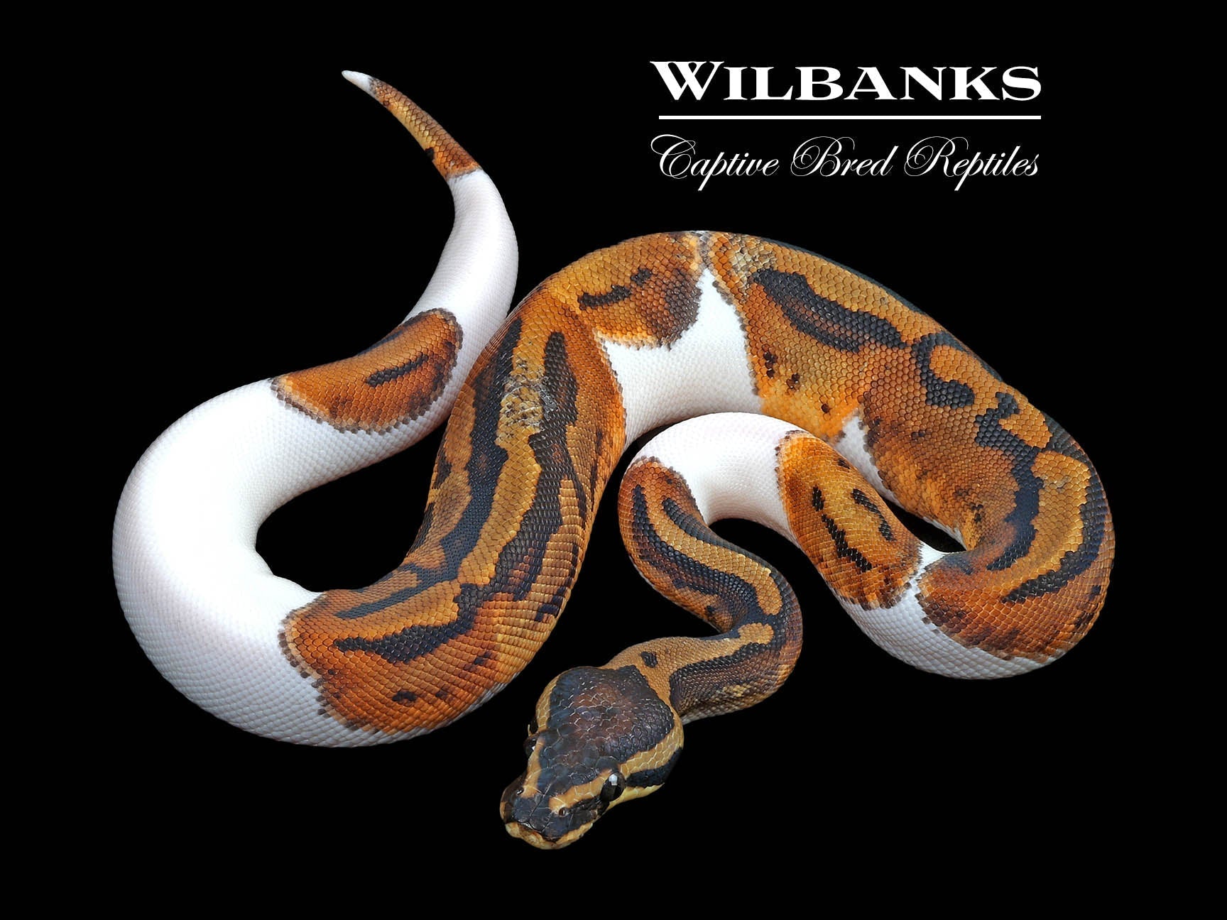 What Do Burmese Pythons Eat In Captivity
