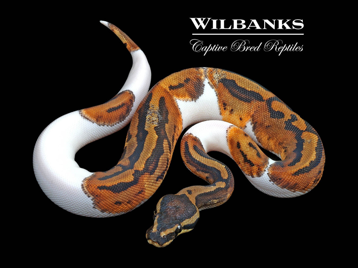 10 Fascinating Facts Every Burmese Python Lover Should Know – Wilbanks ...