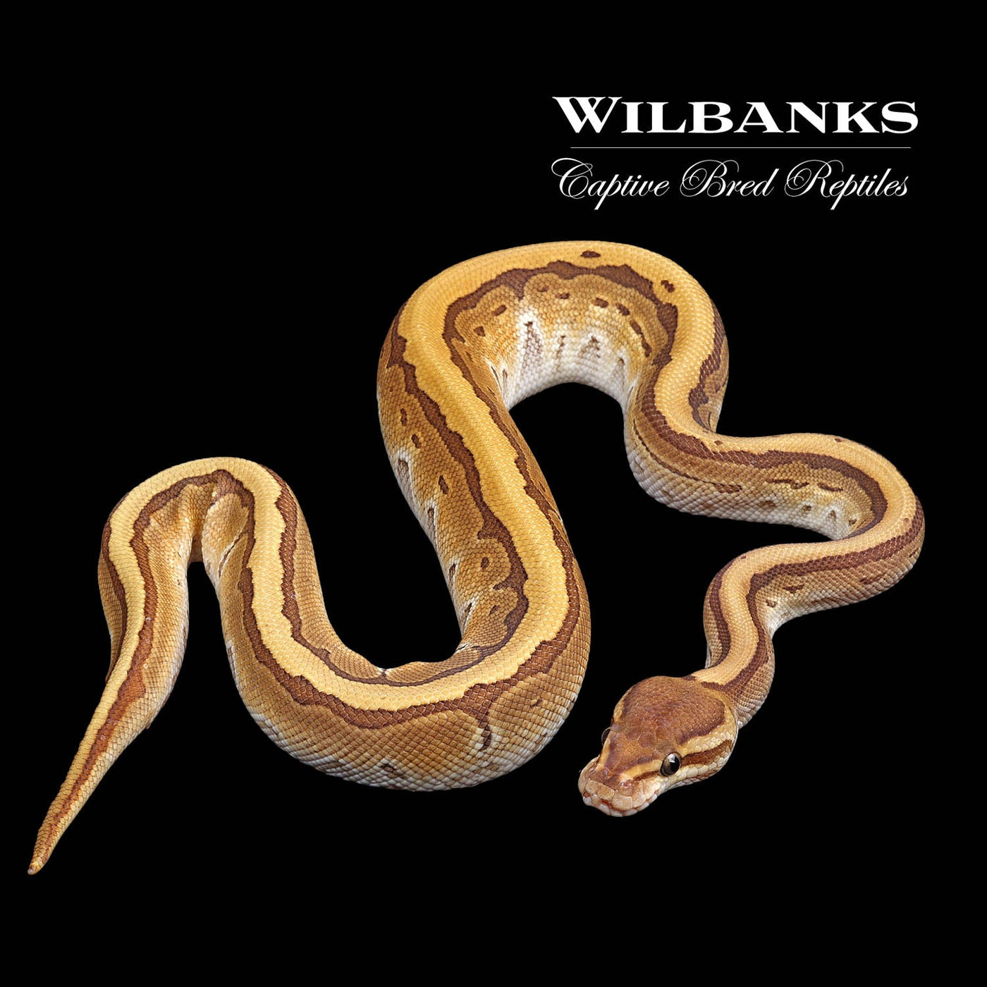 Practical Guide to Ball Python Body Language and Mood – Wilbanks ...