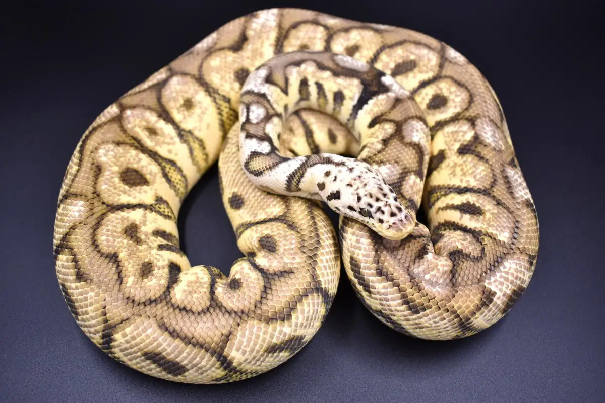 Ball Python Morphs To Avoid