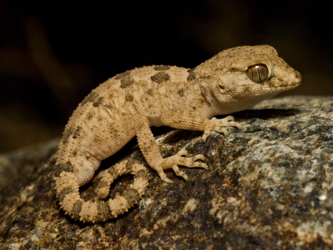A Beginner’s Guide to Buying a Crested Gecko
