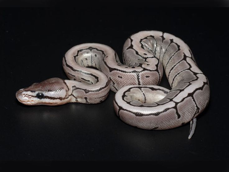 A Complete Guide to Ball Python Behavior and Temperament – Wilbanks ...