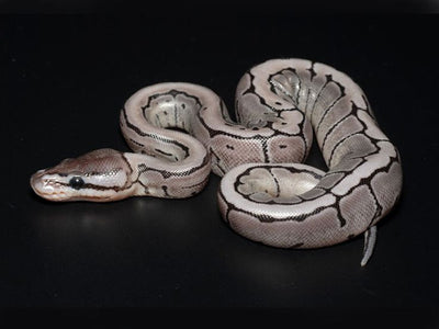 A Complete Guide to Ball Python Behavior and Temperament