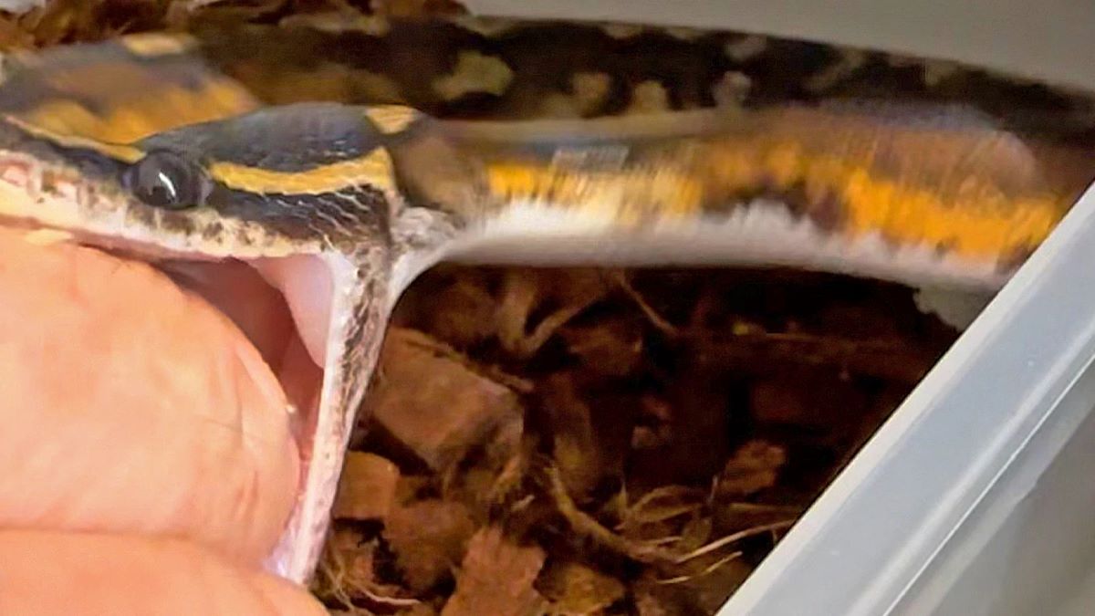 Bull Python Bite What Do I Do If My Ball Python Bites? – Wilbanks Captive Bred Reptiles