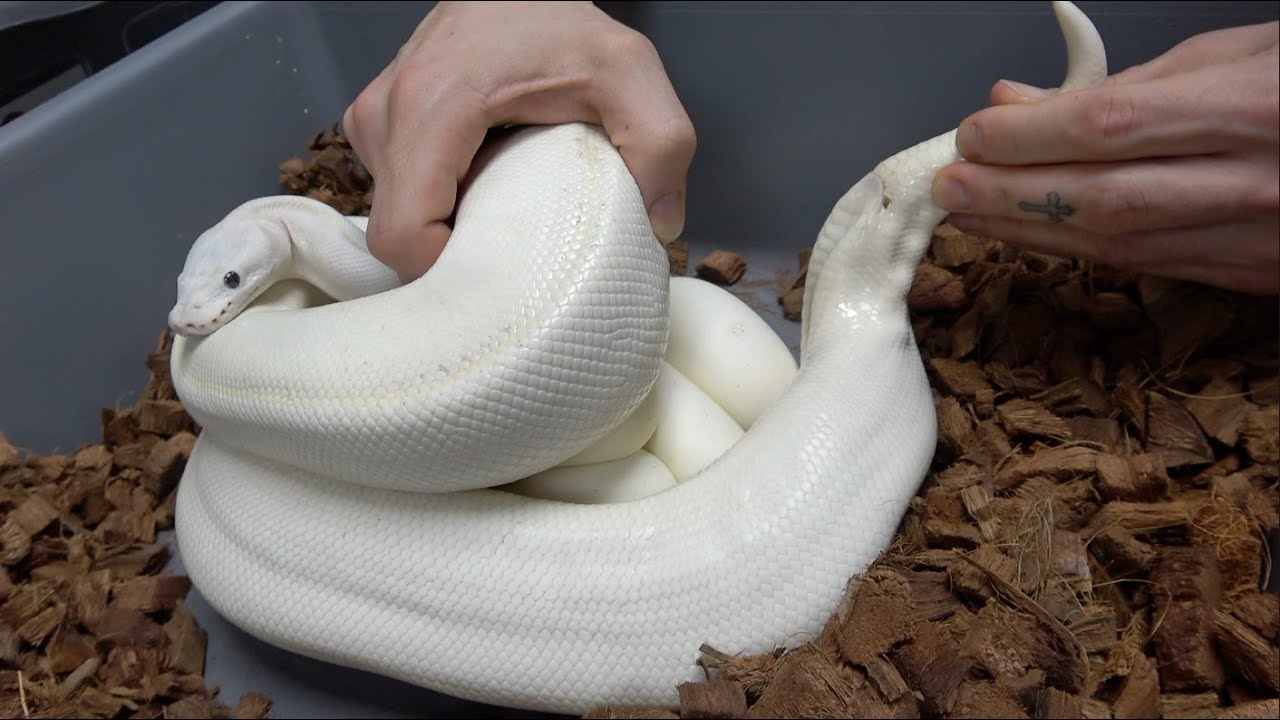 Ball Python Expert Track Ball Python Growth Guide – Wilbanks Captive Bred Reptiles