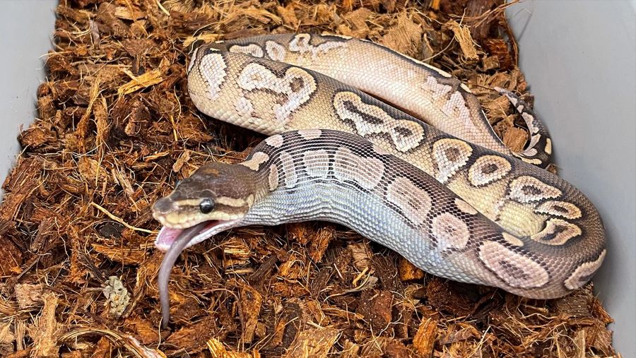 Stunning What To Avoid Feeding Ball Pythons image