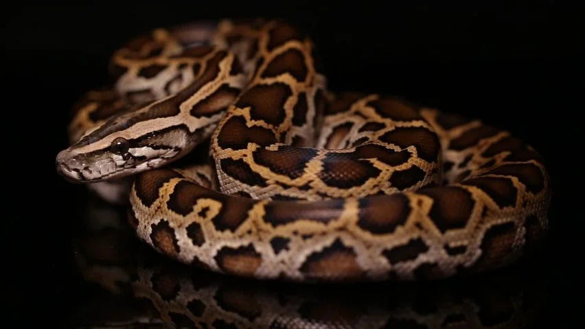 What You Need to Know About Burmese Python Enclosure Size