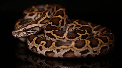What You Need to Know About Burmese Python Enclosure Size