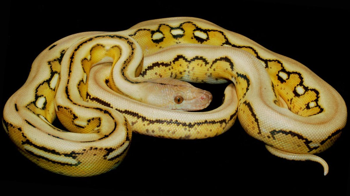 Essential Information You Should Know About Burmese Pythons β Wilbanks ...