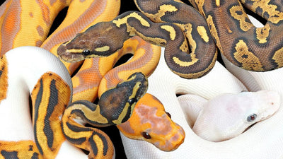 MASTERING BALL PYTHONS: EXPERT INSIGHTS FOR ULTIMATE CARE – Wilbanks ...