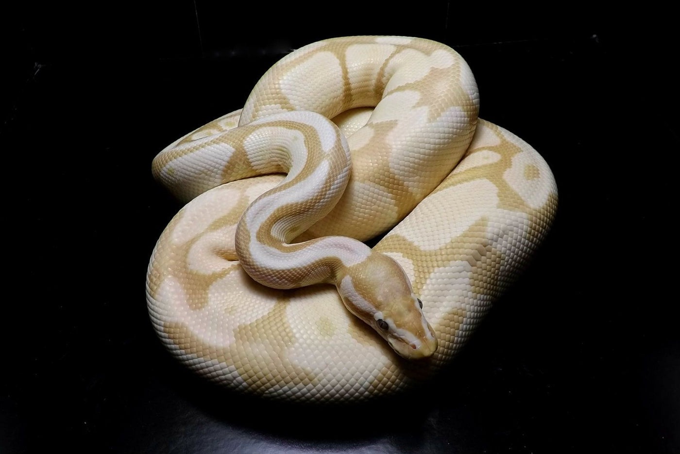 Common Ball Python Health Issues and How to Prevent Them – Wilbanks ...