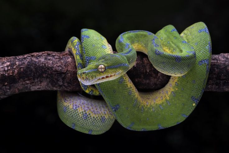 Funny Tree Python Common Green Tree Python Mistakes and How to Avoid Them – Wilbanks ...