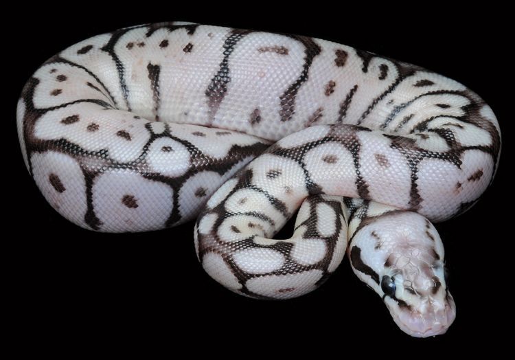 Simple Guide to Ball Python Care & Habitat Needs