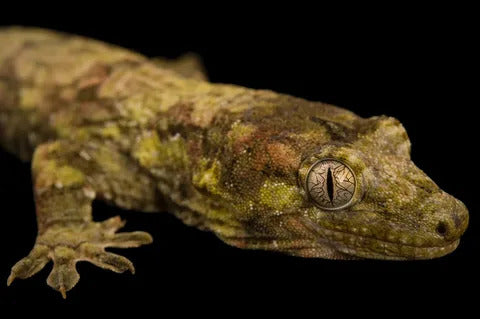 Everything You Should Know About Owning a Chahoua Gecko