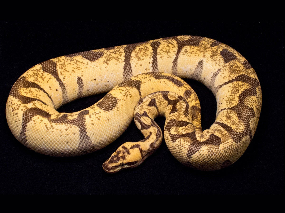 Exploring the Gopher Snake's Self-Defense Tactics