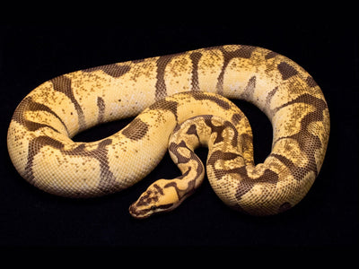 Exploring the Gopher Snake's Self-Defense Tactics