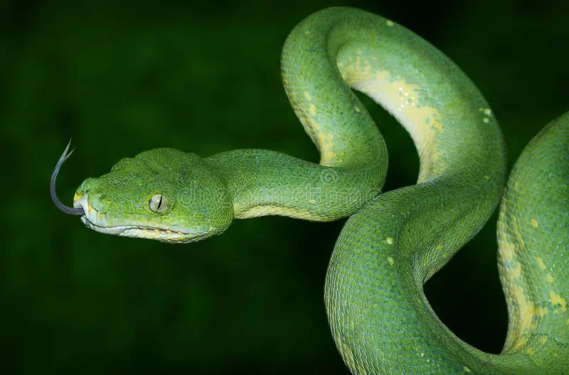 Kila Python Green Beginner’s Guide to Buying a Green Tree Python – Wilbanks Captive Bred ...