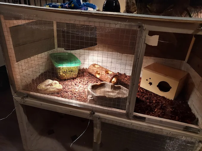 How Proper Enclosure Setup Boosts Ball Python Health