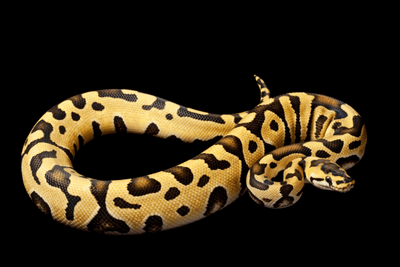 How to Set Up the Perfect Ball Python Habitat