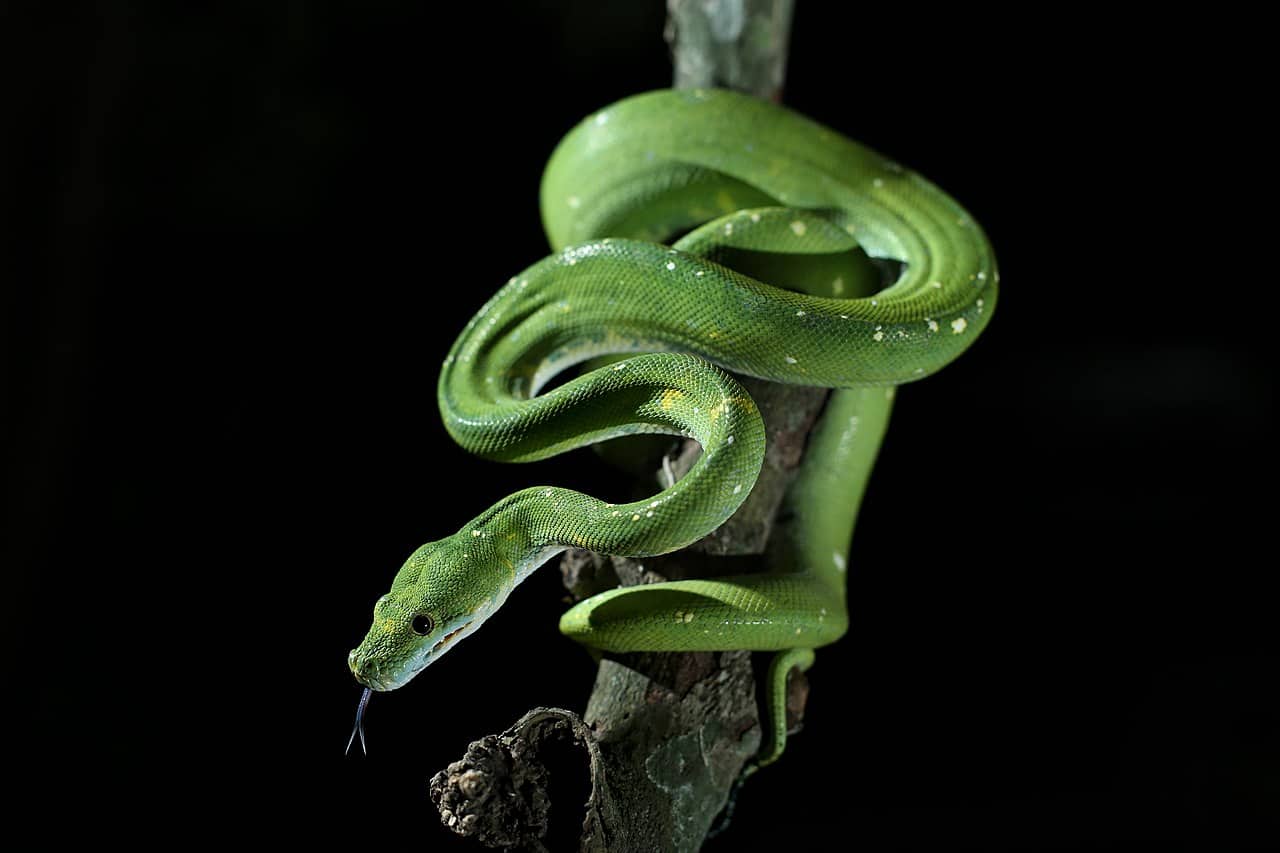 Maintaining Optimal Levels of Humidity for Your Green Tree Python