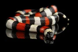 Milk Snake Care Guide – Wilbanks Captive Bred Reptiles