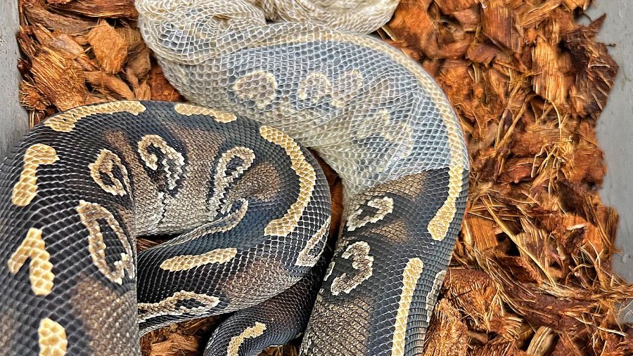 The Mysterious Shedding Habits of Ball Pythons – Wilbanks Captive Bred ...