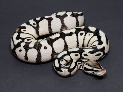 Safe and Comfortable Environment Setup for Your Ball Python