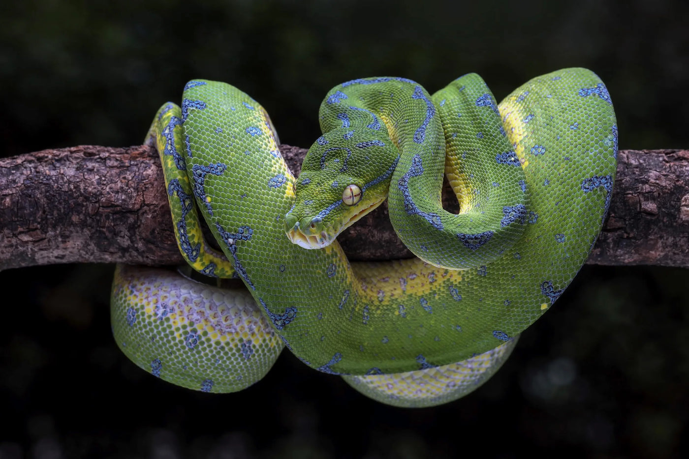 Stress-Free Techniques for Handling Green Tree Pythons