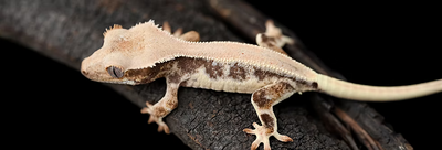 Why Crested Geckos Stand Out as Unique Reptiles for Sale
