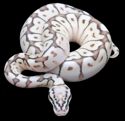 Why a Ball Python Might Be the Perfect Pet for You