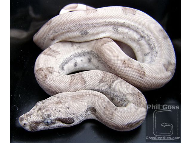 Expert Tips for Boa Constrictor Pet Care